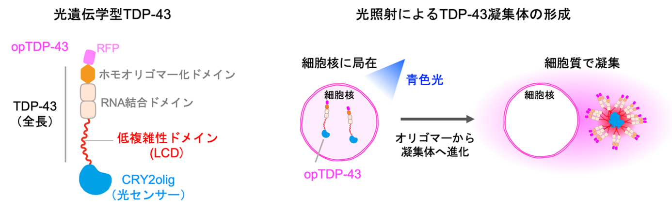 浅川 和秀 | 学術変革(A) マルチファセット・プロテインズ領域